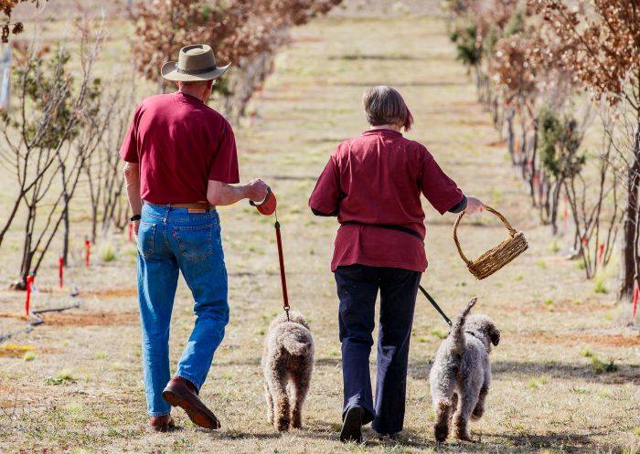 Owners Barbara and Richard Hill with their truffle hunting dogs searching for truffles at Macenmist Black Truffles and Wine, Bredbo