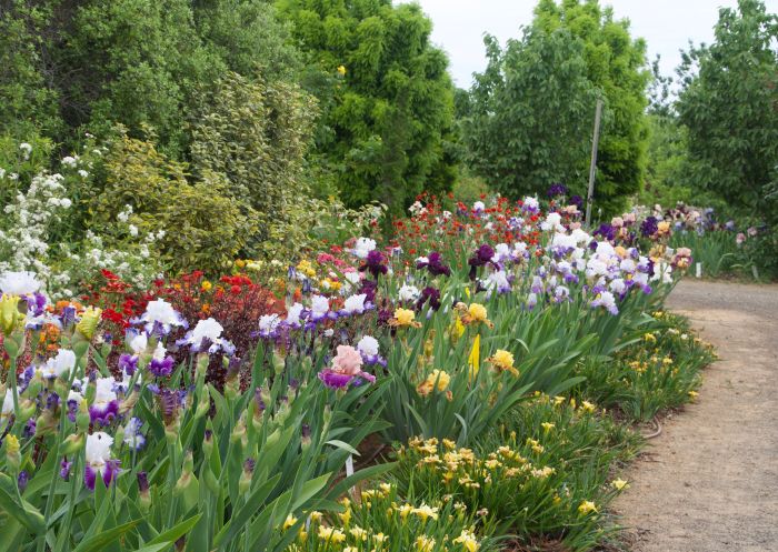 Eidolia Park Irises and more at Millthorpe Garden Ramble, Orange Area, Country NSW