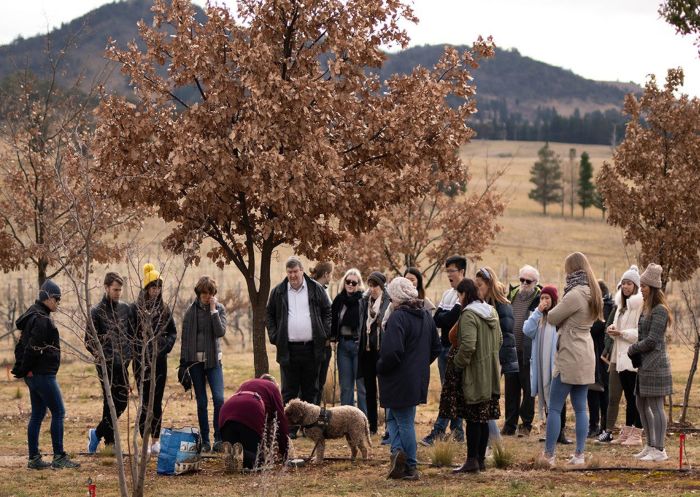Guests watching a truffle excavation with Macenmist Black Truffles & Wines, Bredbo