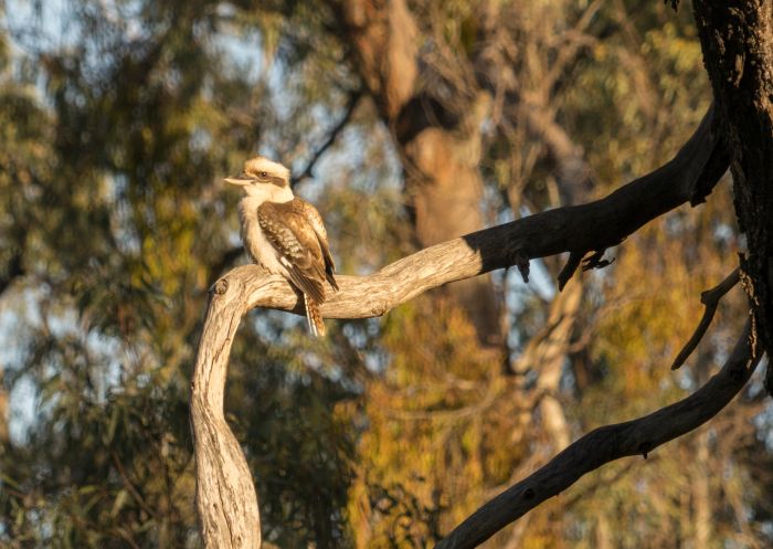 Kookaburra sitting in a tree alongside the Murrumbidgee River, Balranald