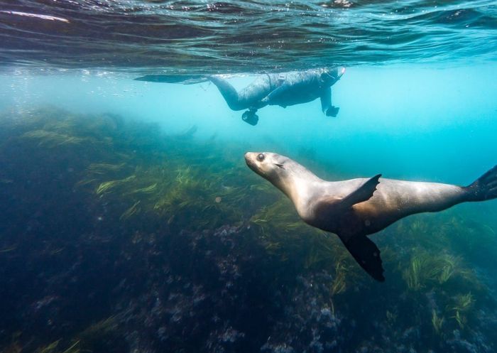 Diver swimming with a seal at Underwater Safaris, Narooma