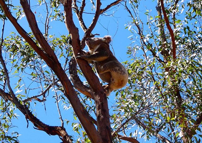 Koala climbing up a tree branch in Guula Ngurra National Park, Canyonleigh