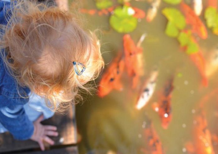  Child looking at fish in a pond at Dubbo Regional Botanic Garden, Dubbo