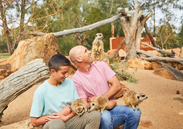 Father and son enjoying a meerkat encounter at Taronga Western Plains Zoo, Dubbo