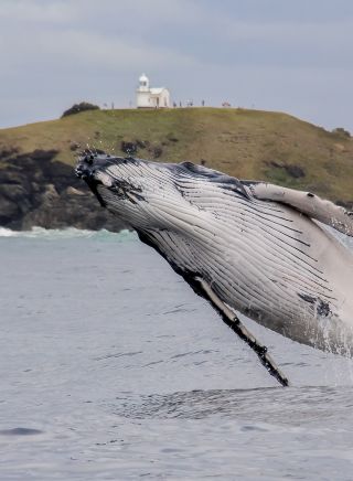 A humpback whale breaching near Tacking Point Lighthouse, Port Macquarie
