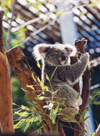 Cute Koala in Sydney's Taronga Zoo