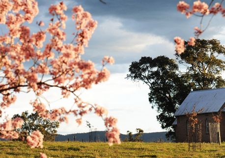 Blossoms in the Mudgee region, Country NSW