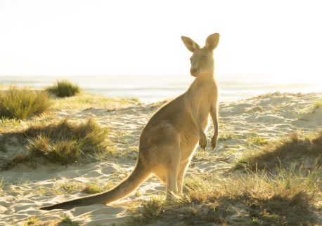 Kangaroo grazing in the morning sun at Potato Point 