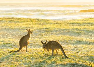 Kangaroos at Potato Point, Eurobodalla NSW