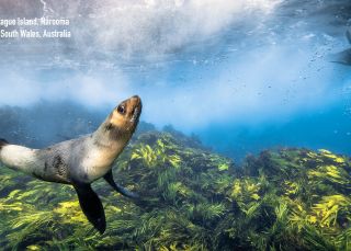 Swimming with Seals at Montague Island, Narooma, South Coast