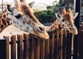 Gentle Giraffes in Taronga Zoo, Sydney
