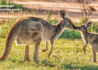 Kissing Kangaroos in Mungo National Park