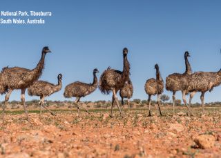 Striding through Sturt National Park with the Emus - Tibooburra