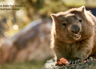 Wombat at Symbio Wildlife Park - Helensburgh