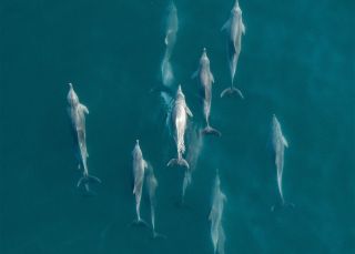 Dolphins in Byron Bay - North Coast