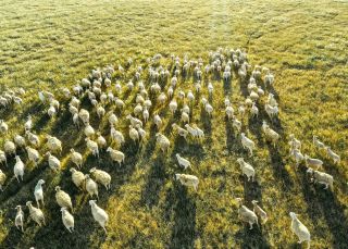 Aerial overlooking livestock on a Riverina farm