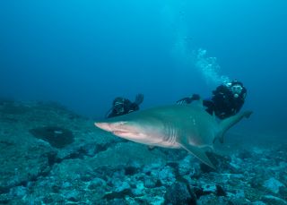Grey Nurse Shark with Divers-Jetty Dive, Coffs Coast