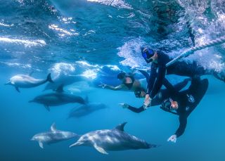 Swimming with dolphins in Port Stephens, North Coast