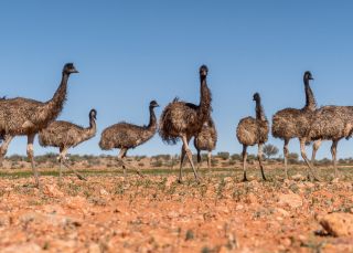 Mob of emus at Sturt National Park, Tibooburra