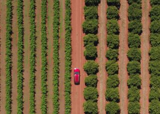 Catania Fruit Salad Farm, Hanwood near Griffith 