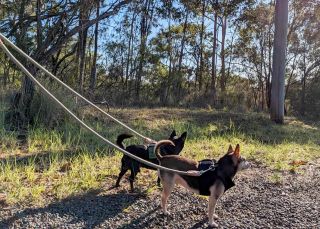 Dogs at Centennial Glen and Porters Pass circuit, Blue Mountains 