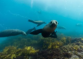 Mann Schwimmen während einer Schnorcheltour mit Robben bei Dive Jervis Bay