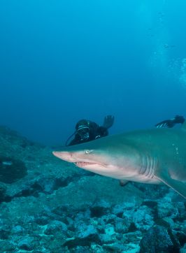 Grey Nurse Shark with Divers-Jetty Dive, Coffs Coast