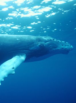 Humpback Whale, Coffs Harbour