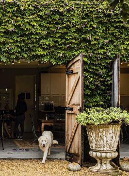 Krinklewood Vineyard - Credit: Nikki To