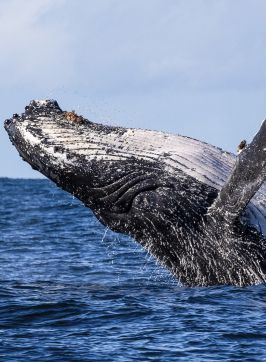 Humpback whale spotted breaching the waters, Jervis Bay