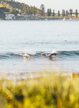 Terrigal Beach - Credit: David Ross | Central Coast Tourism