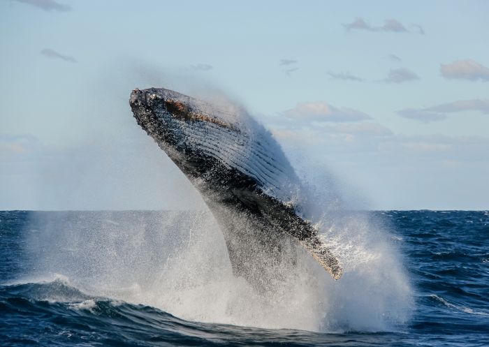 The spectacular sight of a whale breaching off the NSW coast