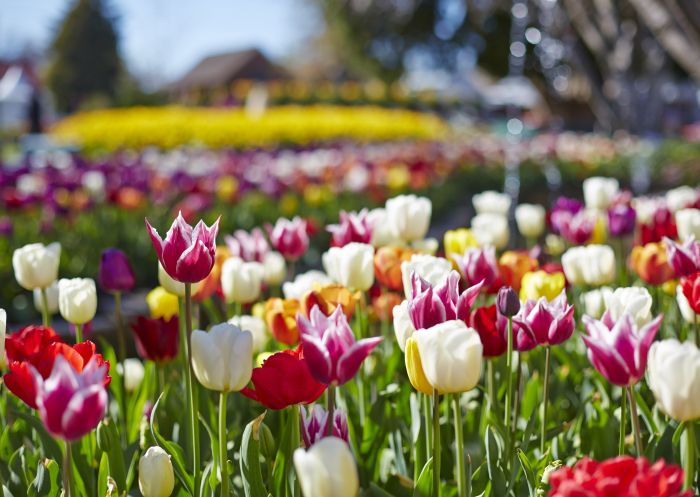 Close up of colourful tulips, Tulip Time Festival, Bowral
