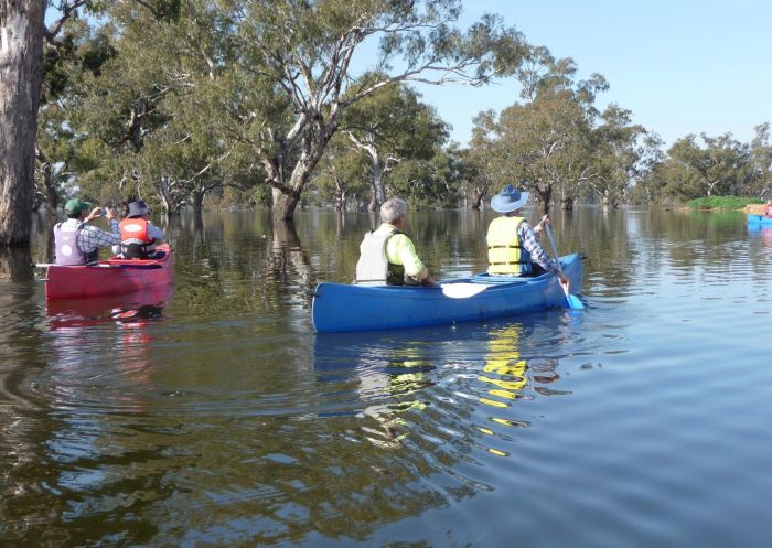 Canoeing on Doodle Cooma Swamp in Henty, The Murray