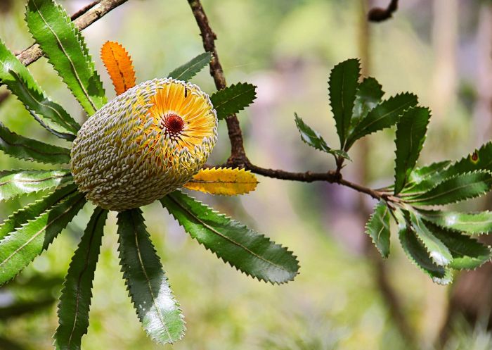 An old man banksia flower blooming yellow-green, Fitzroy Falls