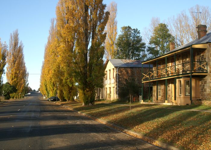 Jacarandas lining a street with stone houses in Taralga, NSW