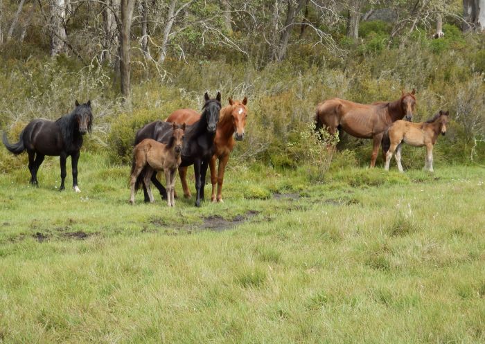 Wild Brumbies, Mountain Ash Trails - Snowy Mountains