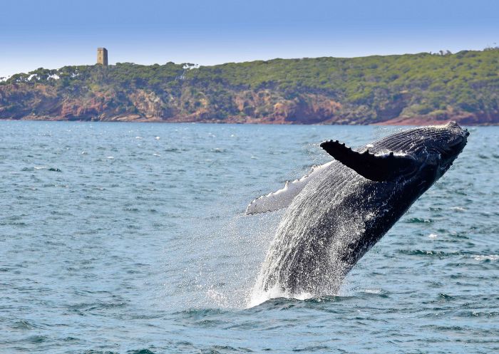 Whale breaching in front of Boyds Tower - Eden - South Coast