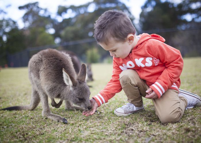 A boy hand-feeding a kangaroo joey, Symbio Wildlife Park