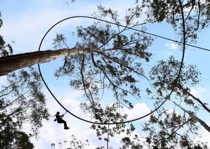 Treetop Crazy Rider at Treetop Adventure Park in Tuggerah, Central Coast