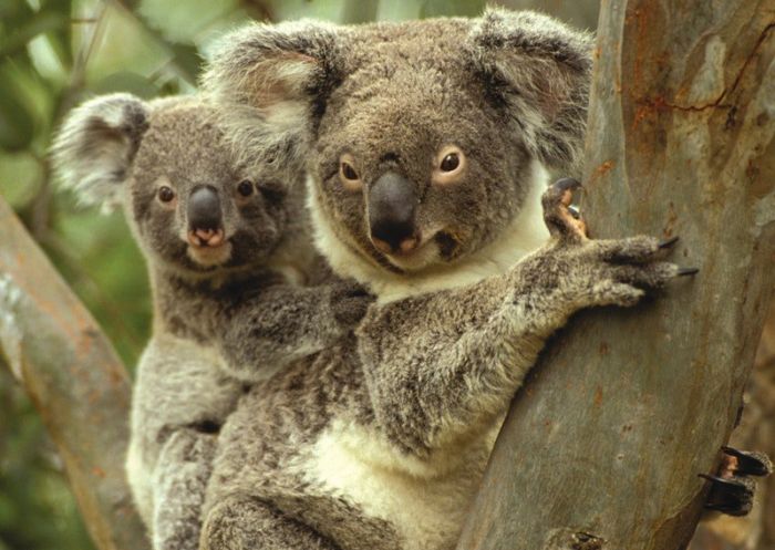 A koala mother and her joey in Gunnedah, northern NSW