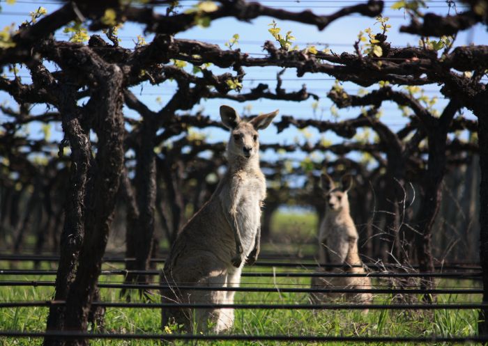 Kangaroos in the vineyard at Two Rivers Wines, Denman