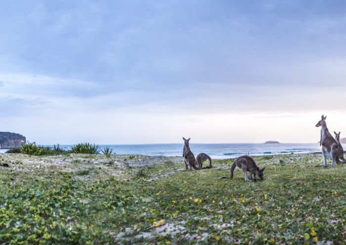 Kangaroos roaming on Pretty Beach, South Coast