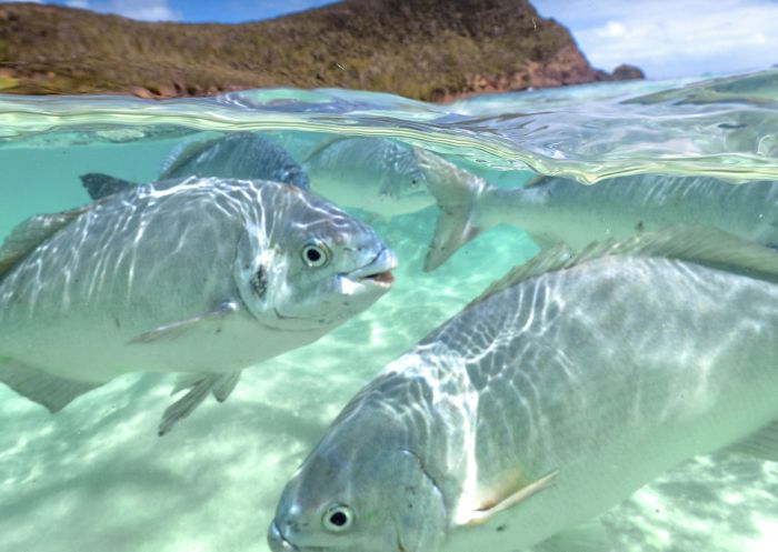 로드하우 섬(Lord Howe Island) , 네즈 해변 근처 바다의 친절한 물고기