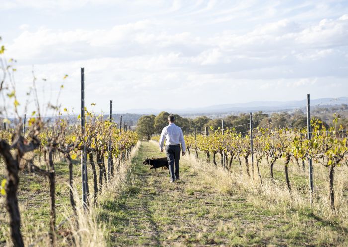 Winemaker Shaun Cassidy and his wine dogs at the Merilba Estate Wine property in Uralla 