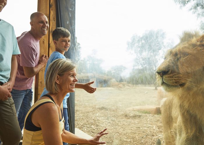 Family getting up close to a lion in the Lion Pride Lands at Taronga Western Plains Zoo in Dubbo 