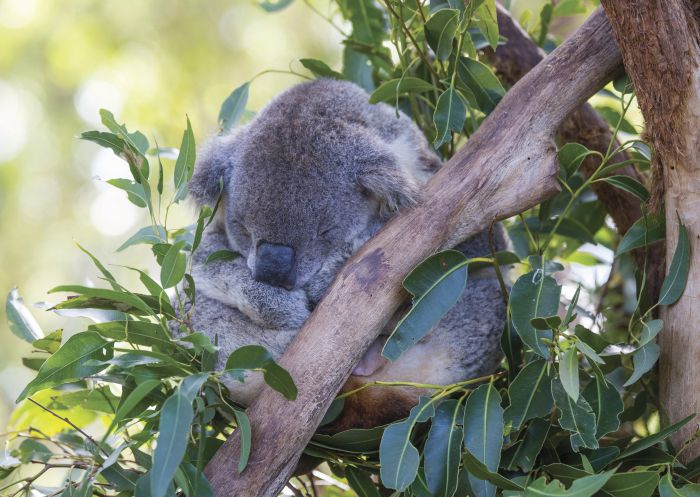 Koala sitting in a gum tree at the Port Macquarie Koala Hospital in Port Macquarie, North Coast