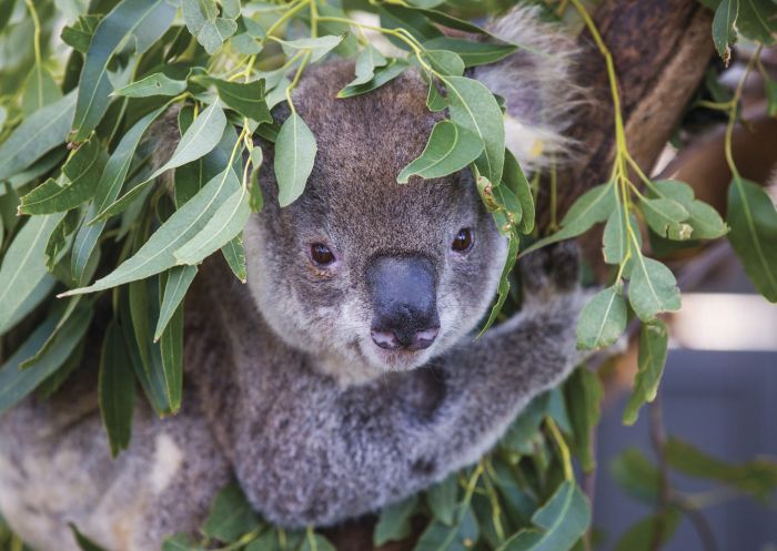 Koala sitting in a gum tree at the Port Macquarie Koala Hospital, Port Macquarie 