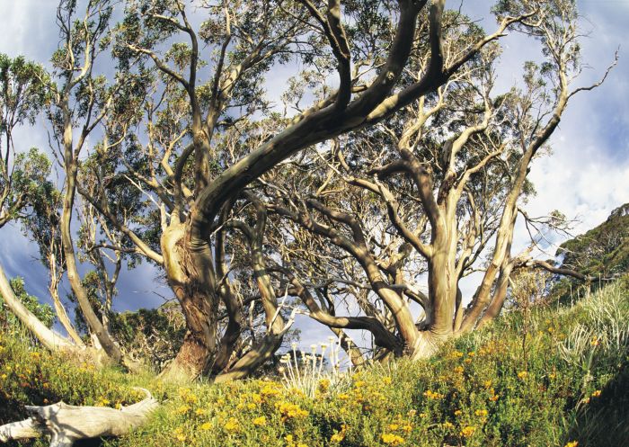 Gum trees and alpine flowers at Charlotte Pass countryside in summer, Kosciusko National Park