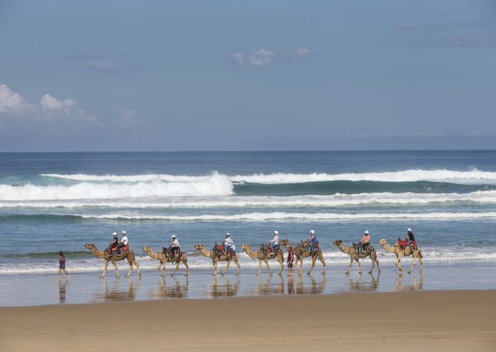Conference delegates enjoying a camel ride at Anna Bay with Oakfield Ranch Camel Rides in Port Stephens, North Coast 